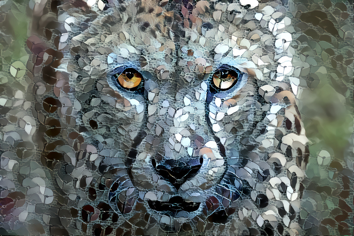 Cheetah