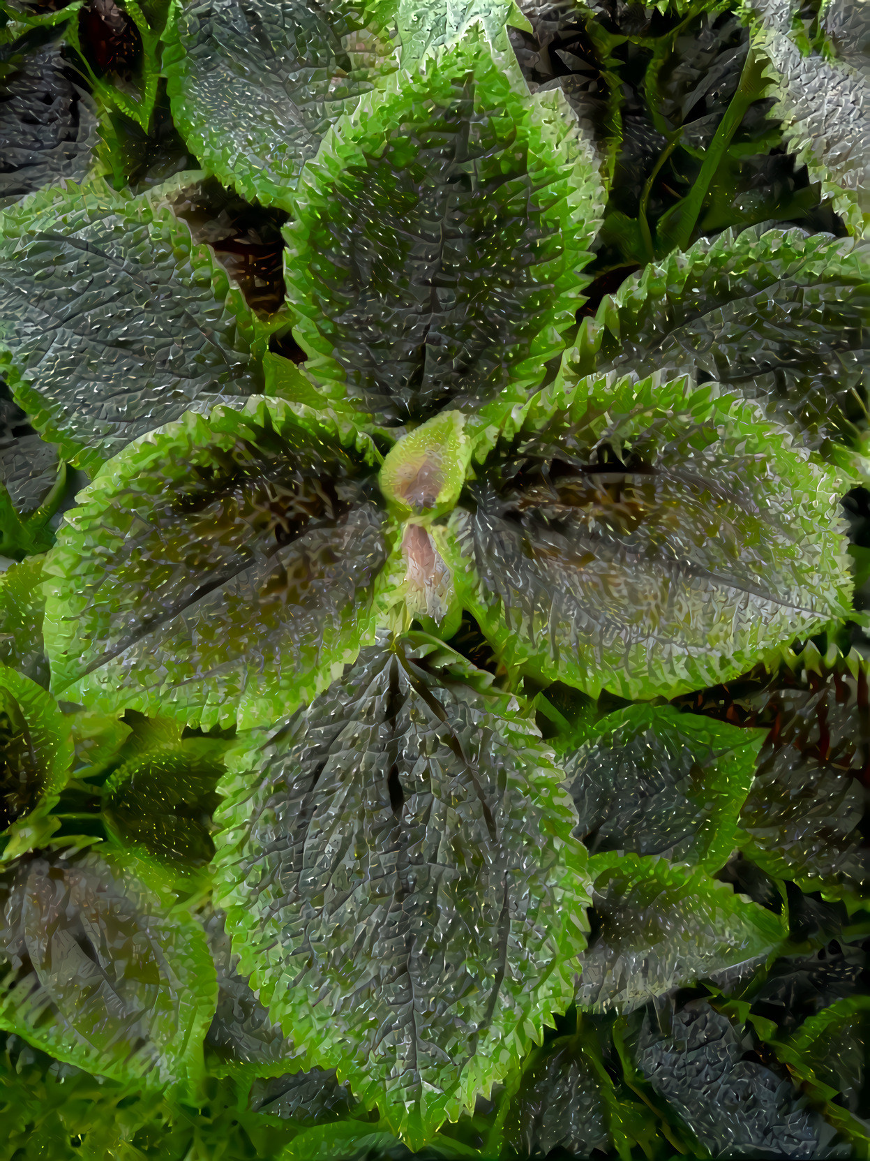 Nettle Leaves