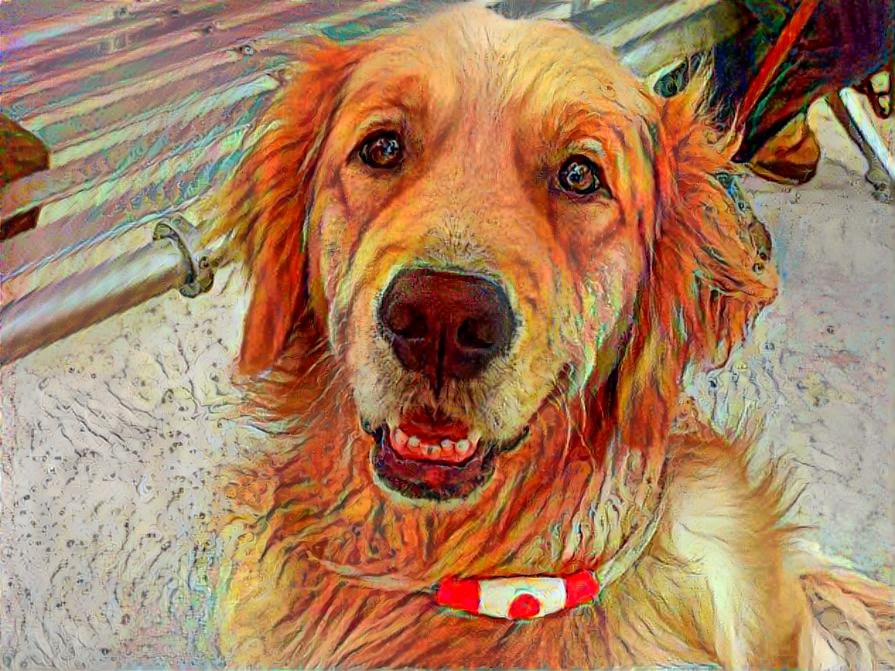 red filter dog