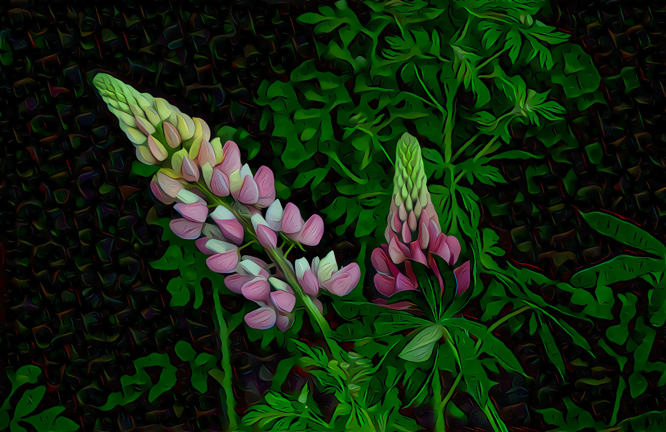 Lupins