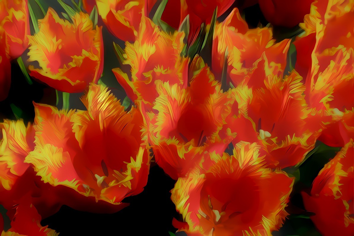 Red and Yellow Tulips. Source is my own photo.