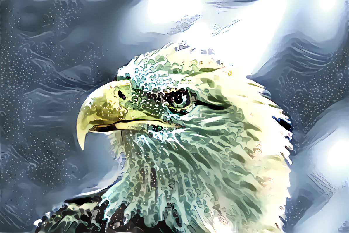 Bald Eagle