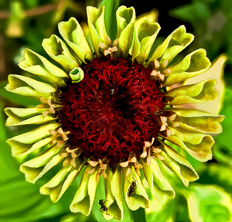 Sunflower and Ants