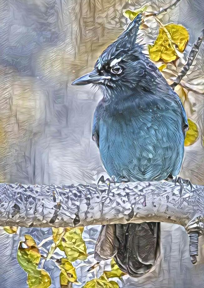 Scrub Jay