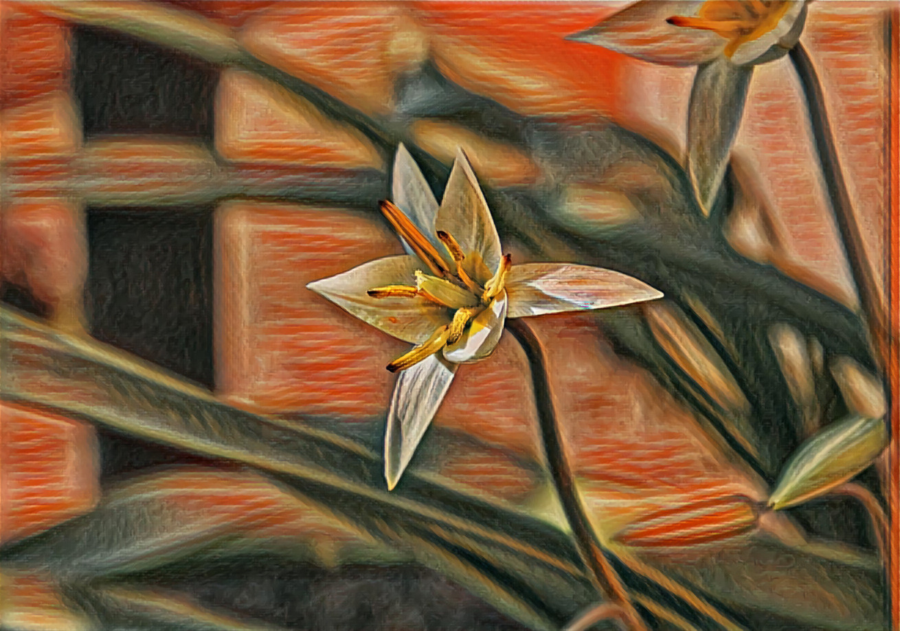 Tulipa