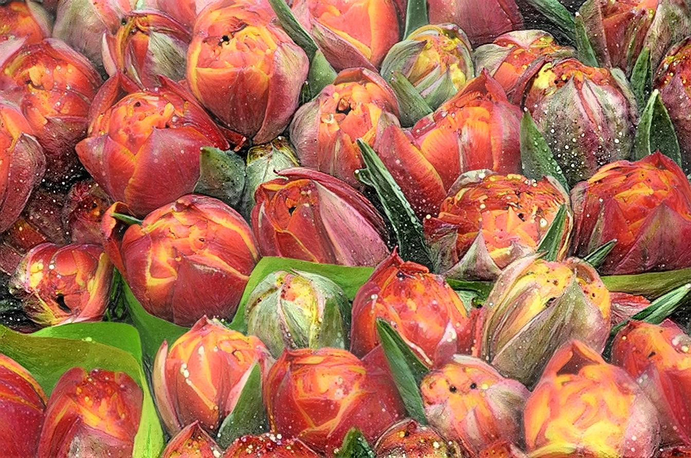 Tulips from Amsterdam