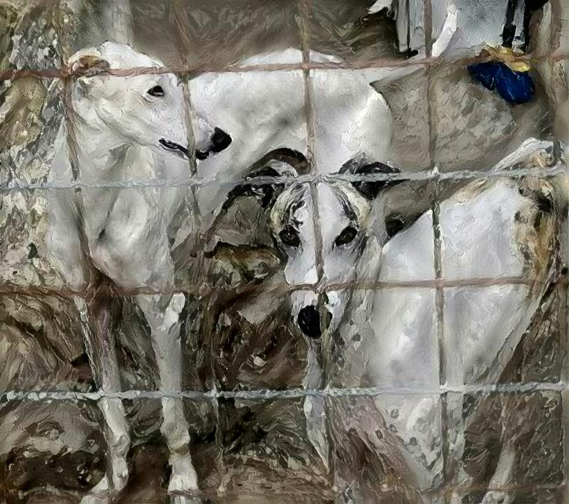 galgos