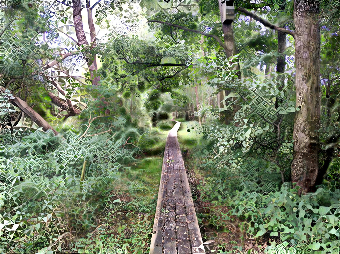 Forest Boardwalk