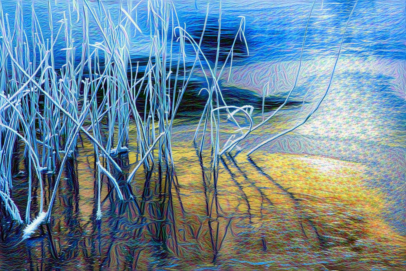 Frozen Reeds in Winter