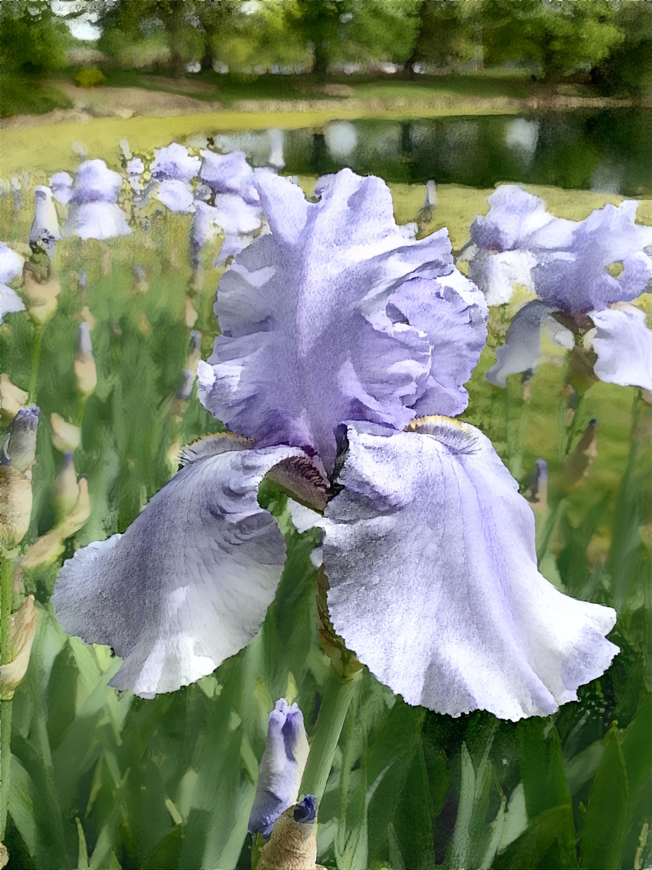 Sweet Iris 