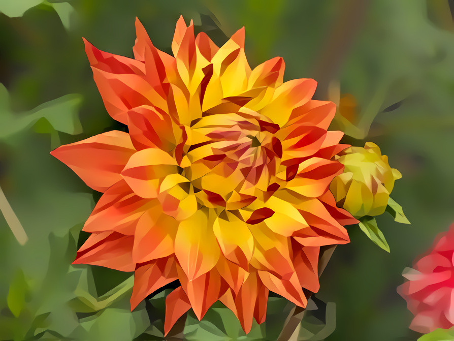 Dahlia I