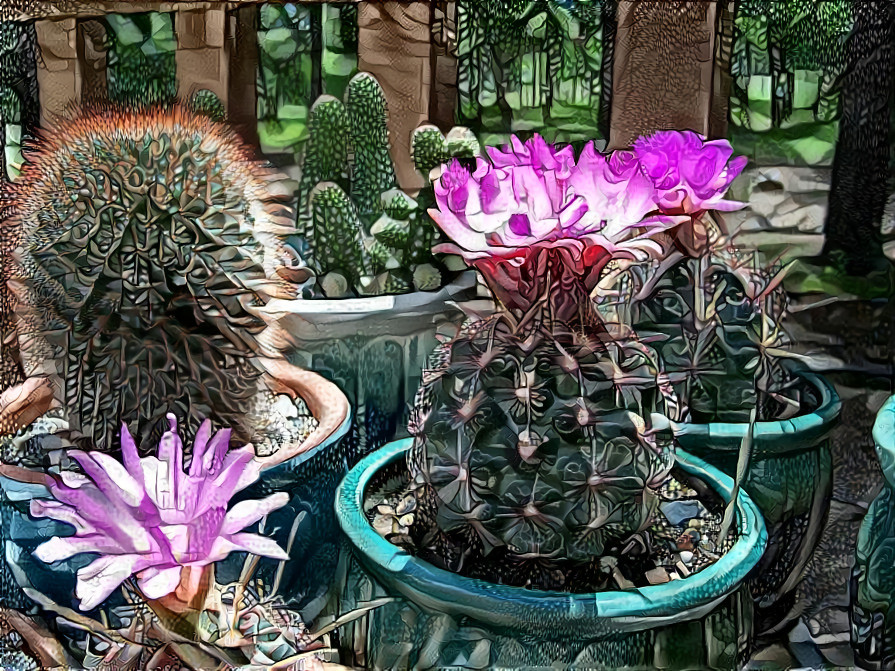 my cactus collection