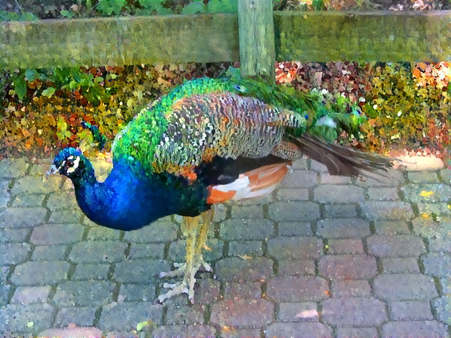 Peacock in Bloom