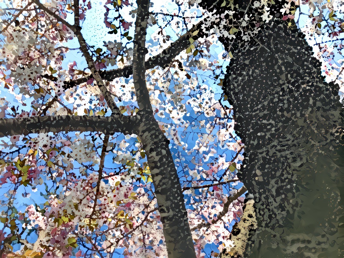 Cherry blossoms, Tokyo