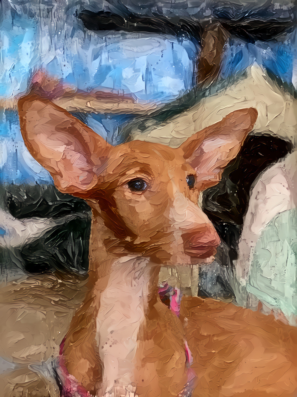 podenco