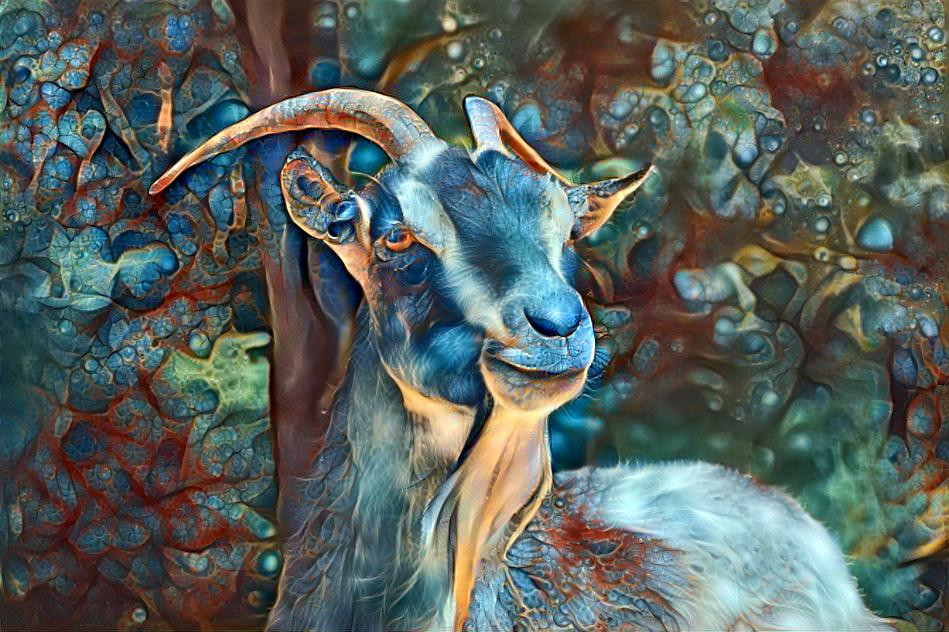 Wild Goat