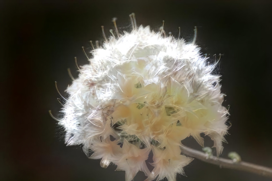 Fluffy Rhododendron