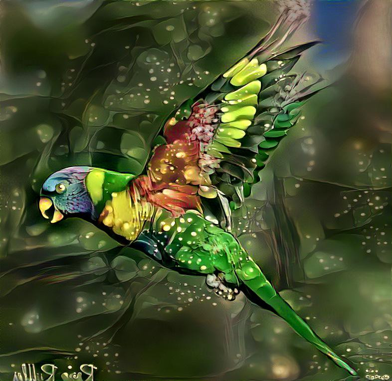 Rainbow Lorikeet