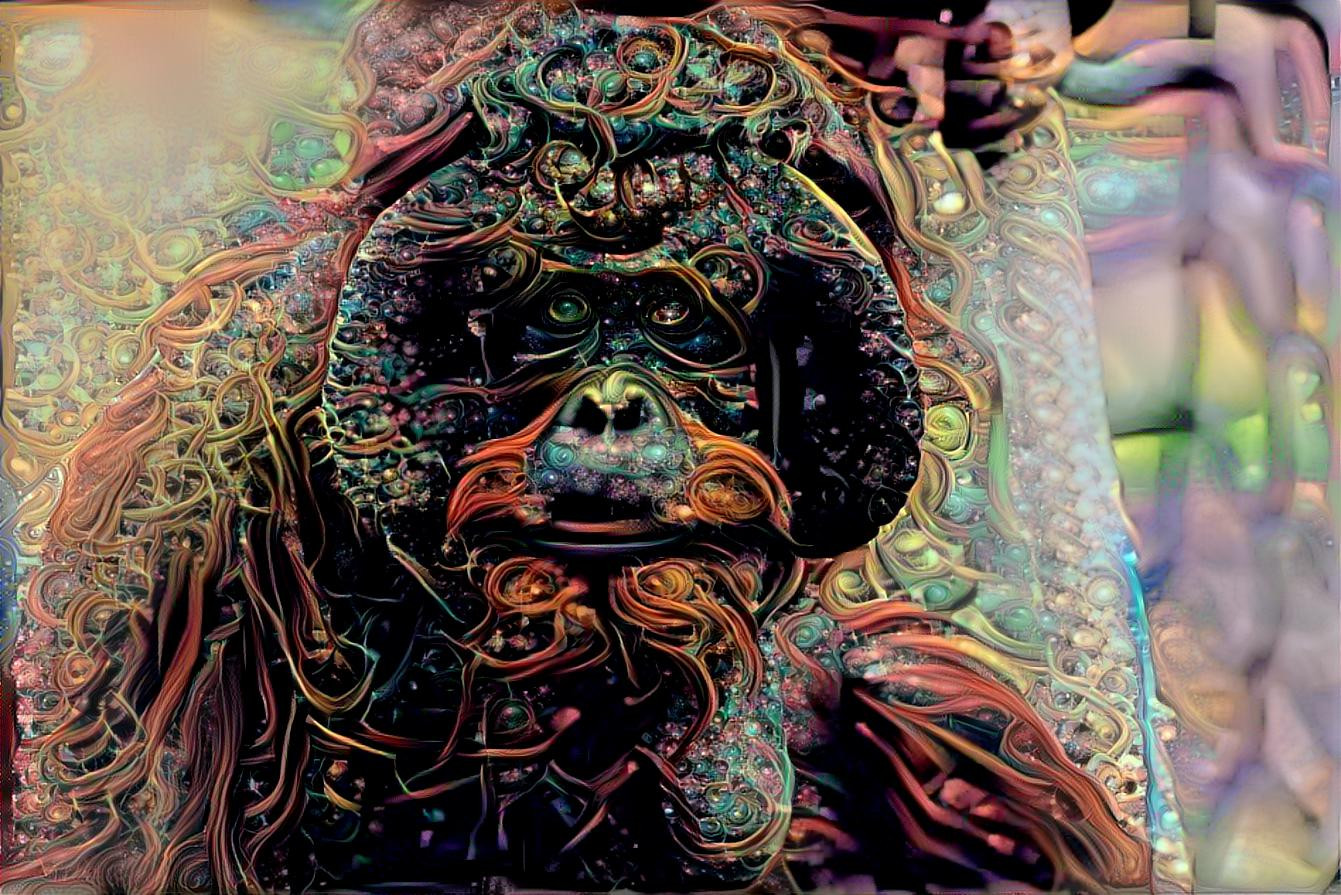 Orangutan