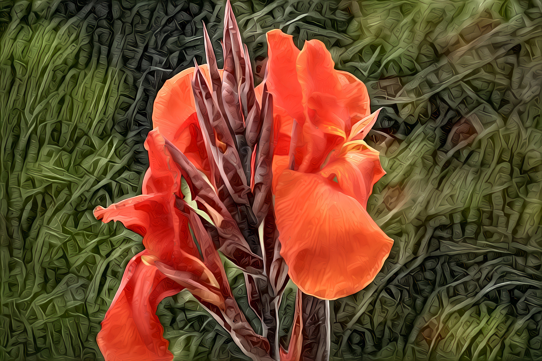 Canna Lily,  King Humbert