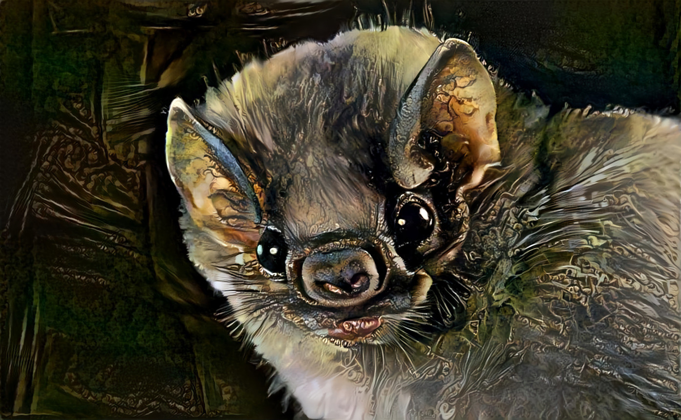 Bat Cutie