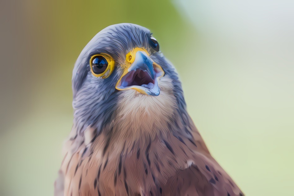 Rock Kestrel   (the singing Rock Star...)