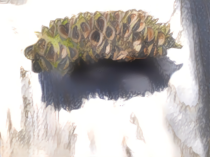 Banksia cone deep dream after pencil sketch