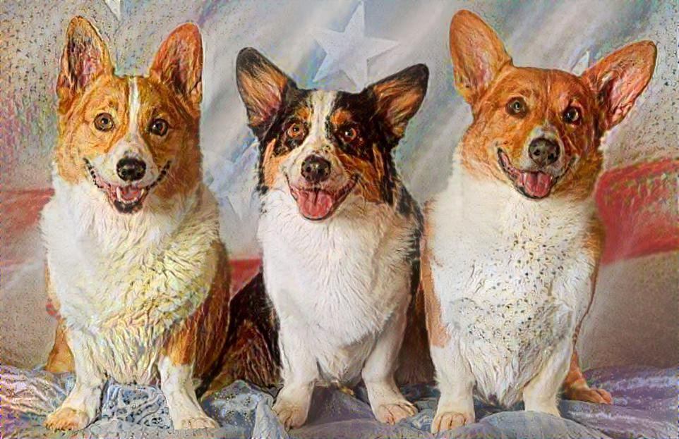 3corgidelight