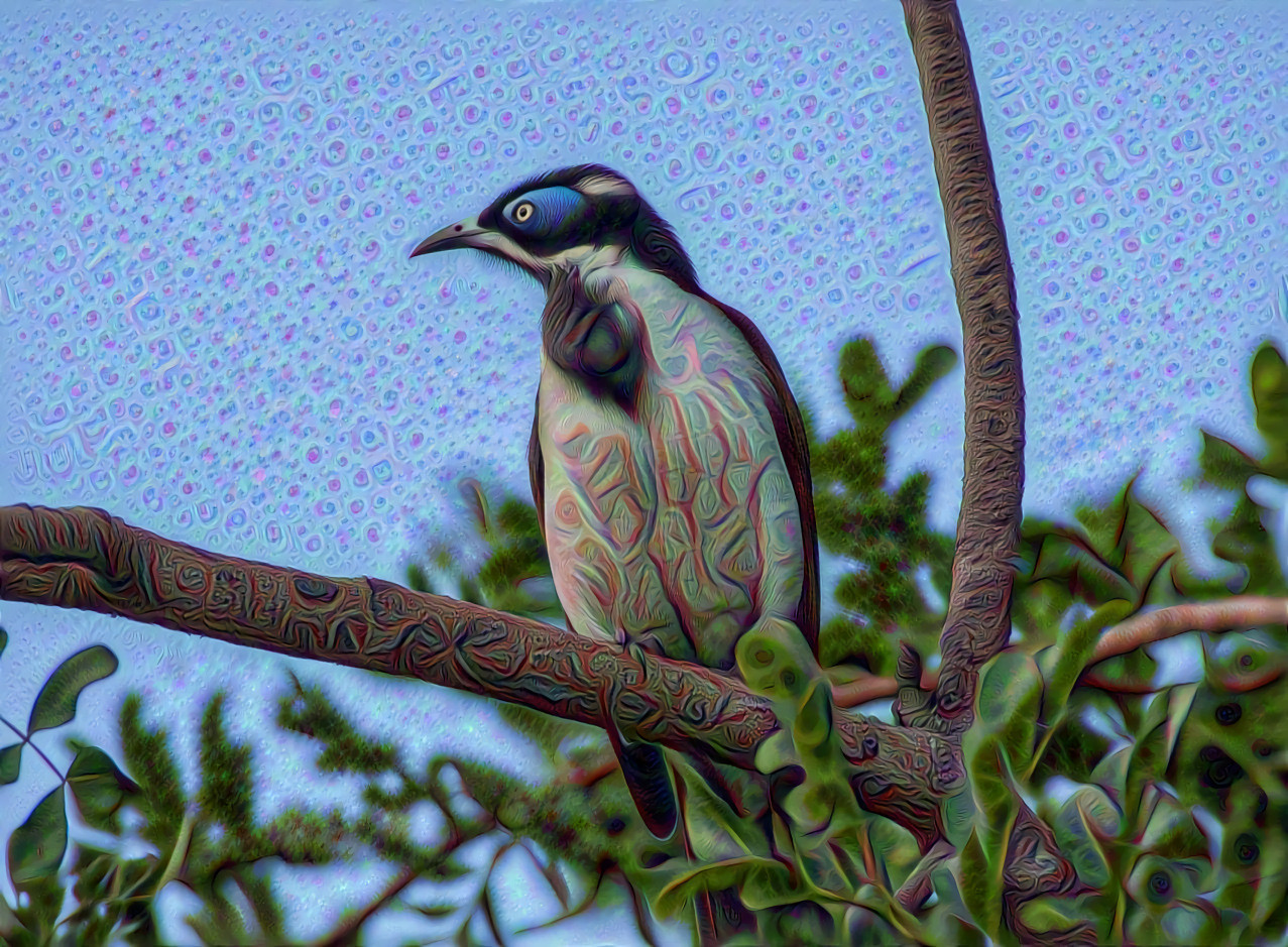 Blue Faced Honeyeater