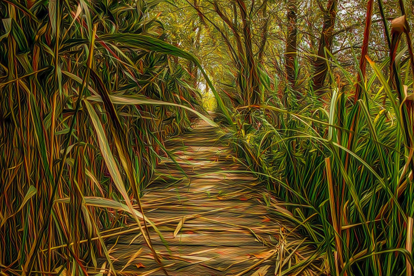 Stroll Through the Marsh