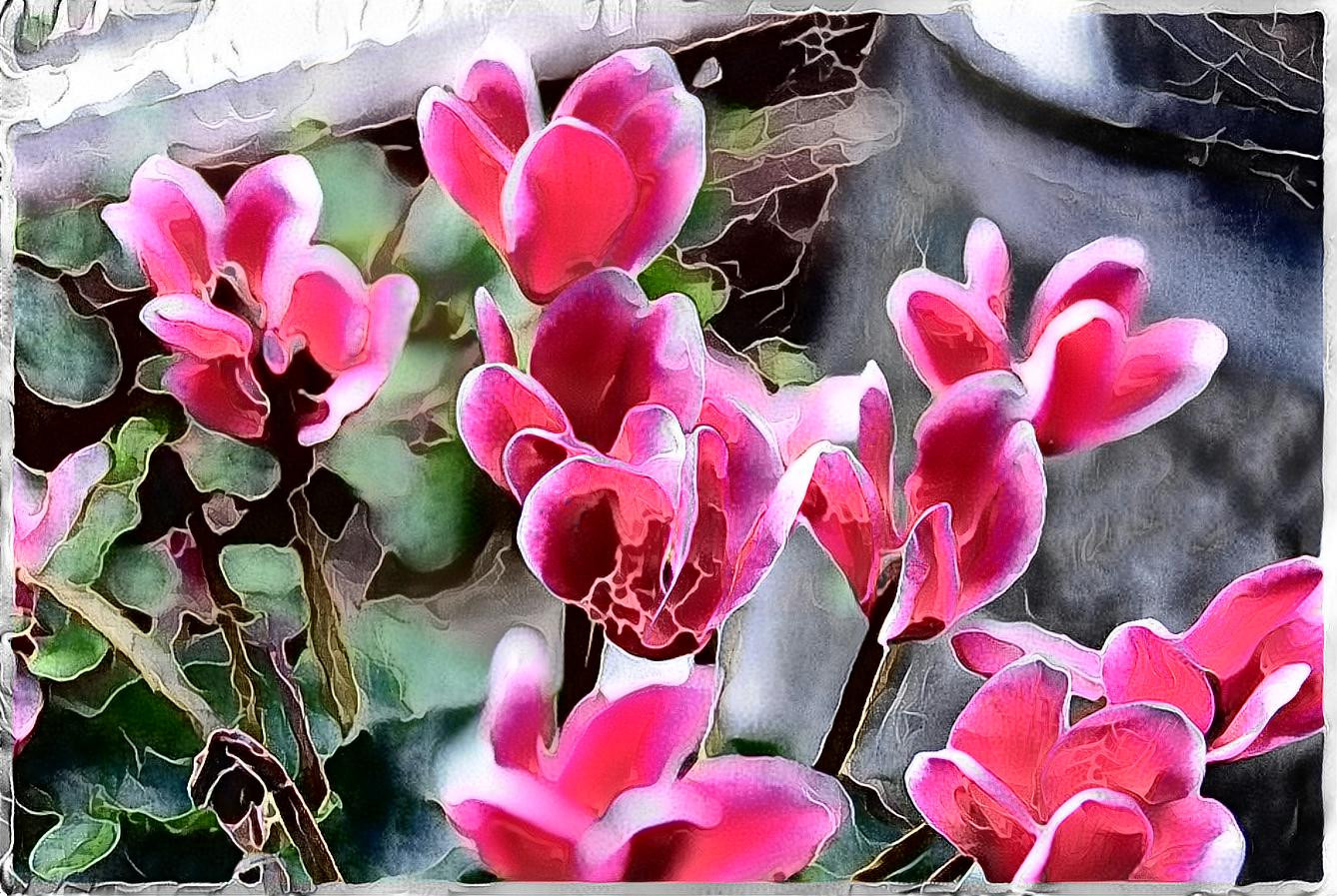 Cyclamen