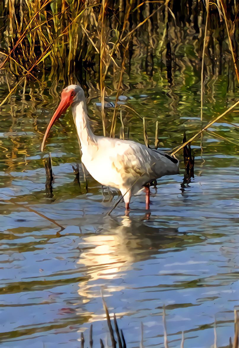 White Ibis