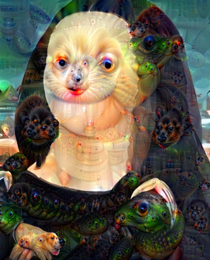 dogo lisa