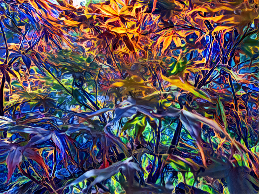 Japanese maple