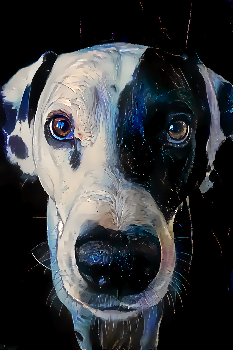 Dalmatian. Source photo by Nick Fewings on Unsplash.