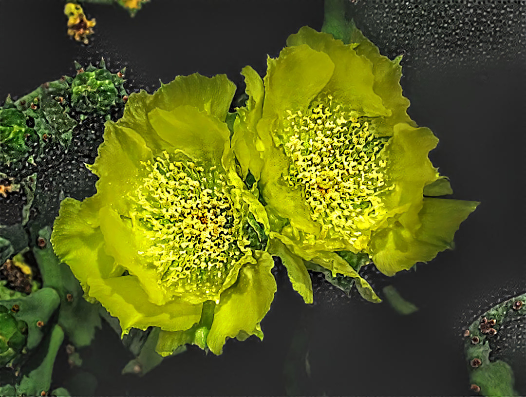 Double Yellow Cactus Rose 111518