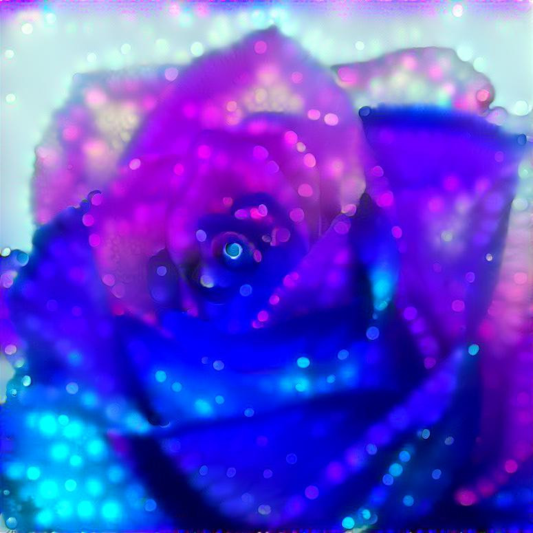 Pink and Blue Rose