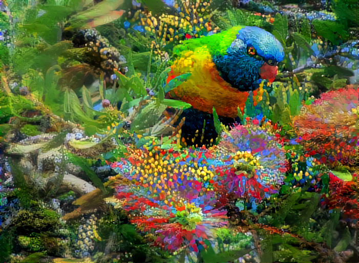 Rainbow Lorikeet