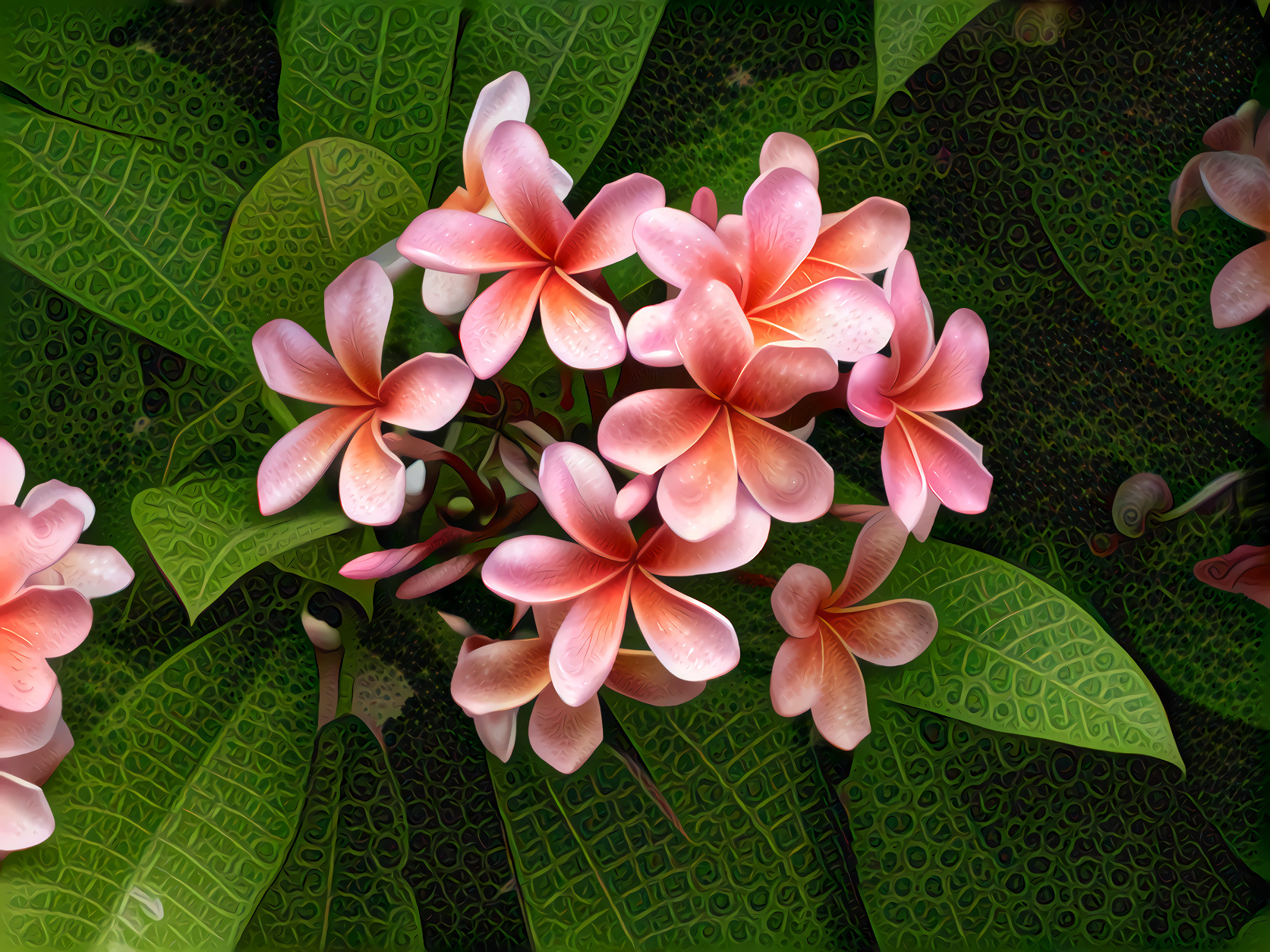 Plumeria Flower  Frangipani