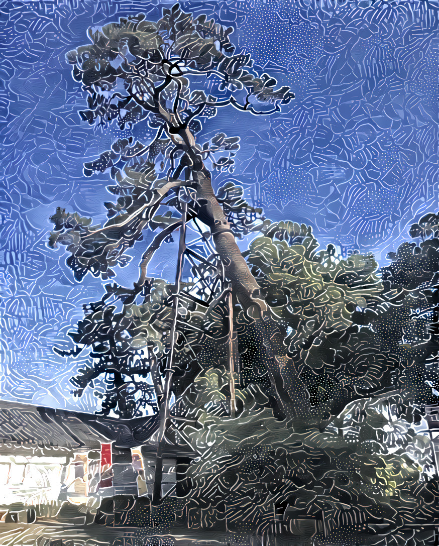 Leaning pine, Odawara Castle