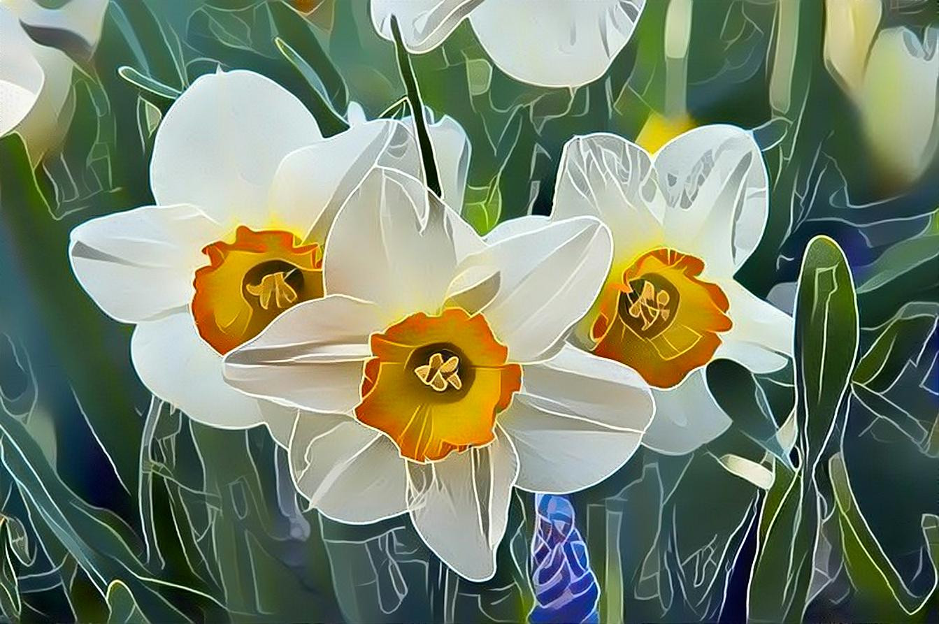 Spring Daffodils