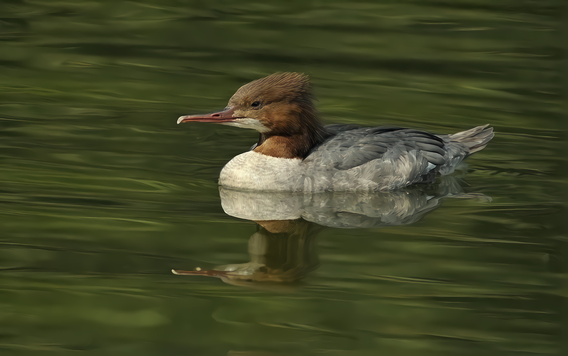 Merganser Duck