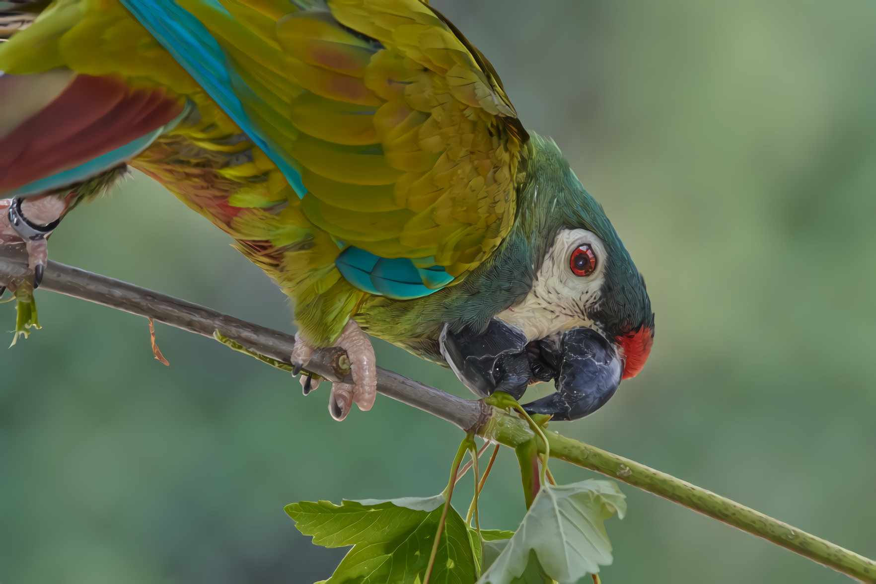 Exotic Parrot