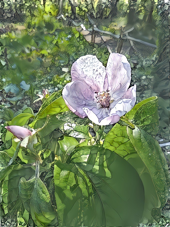 Quince flower