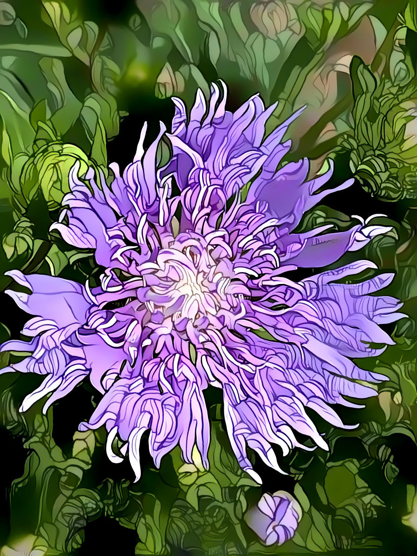 Stokes’ Aster