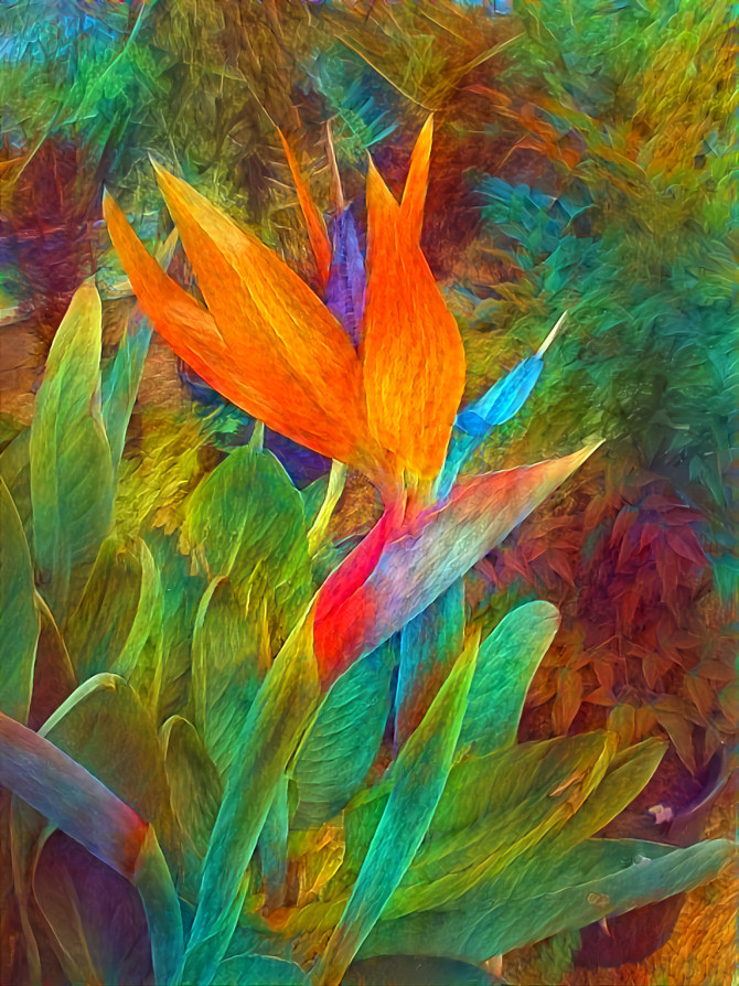 Bird of Paradise