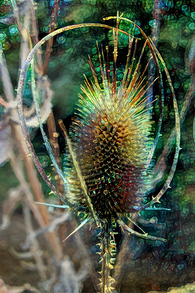 Teasel 1 befunky collage 030