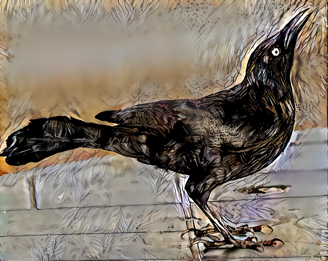 An Awesome Free Spirit [Eight Reasons Grackles Are Awesome,https://www.texasmonthly.com/the-daily-post/eight-reasons-grackles-are-awesome/][www.birdphotos.com - Own work, CC BY 3.0, https://commons.wikimedia.org/w/index.php?curid=5259139]