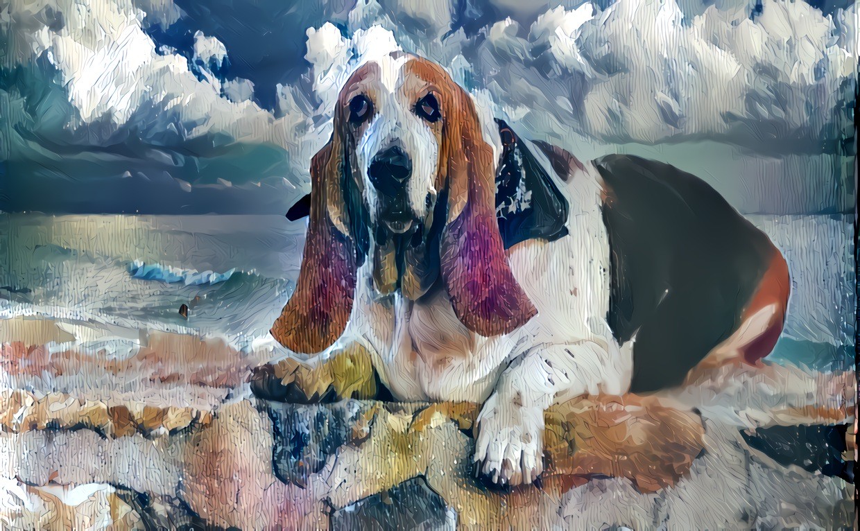 Basset hound 1