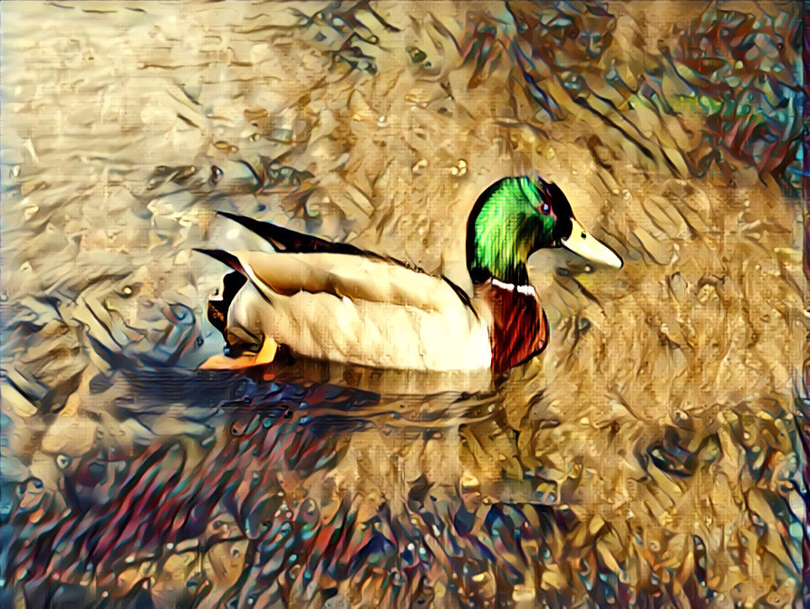 Canard